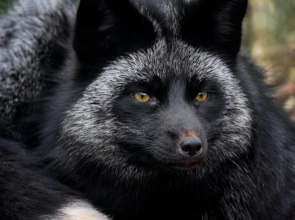 Silver Fox phishing campaign targets Taiwan’s government entities
