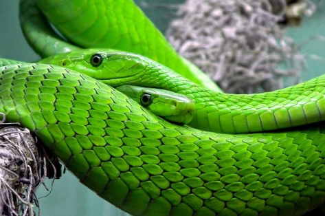 FBI warns organizations about Mamba ransomware