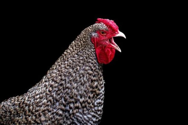 Researchers identify second developer behind Golden Chickens MaaS