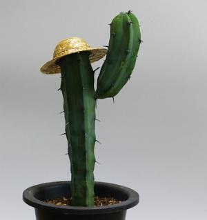 From Cybersecurity Help – New DanaBot malvertising campaign delivers Cactus ransomware