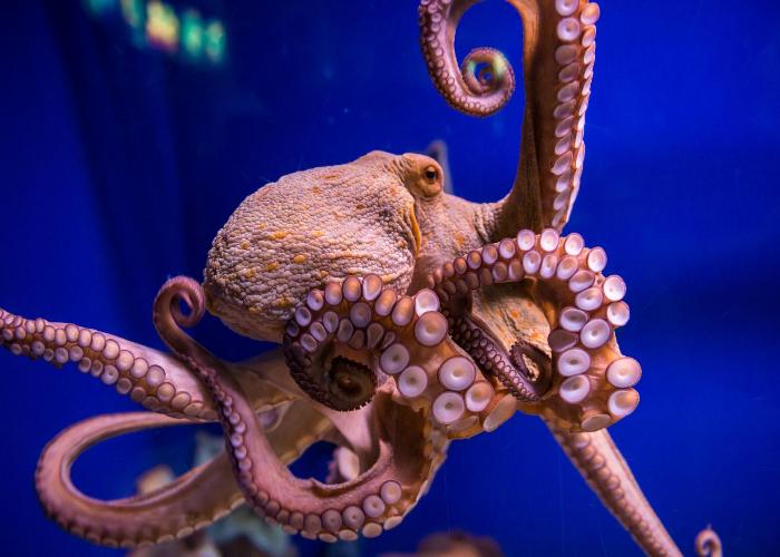 Octopus Scanner malware compromises open source projects in a massive GitHub supply chain attack