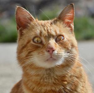 Coordinated brute-force campaign targets Apache Tomcat Manager interfaces