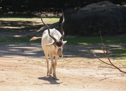 New threat actor Starry Addax targets human rights defenders in North Africa