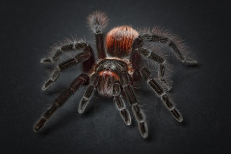 Scattered Spider cybercrime group linked to MGM Resorts breach
