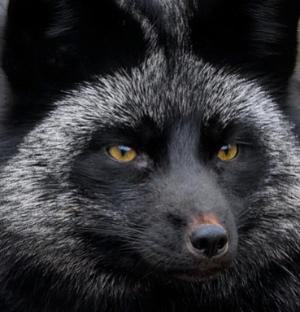 Silver Fox phishing campaign targets Taiwan’s government entities