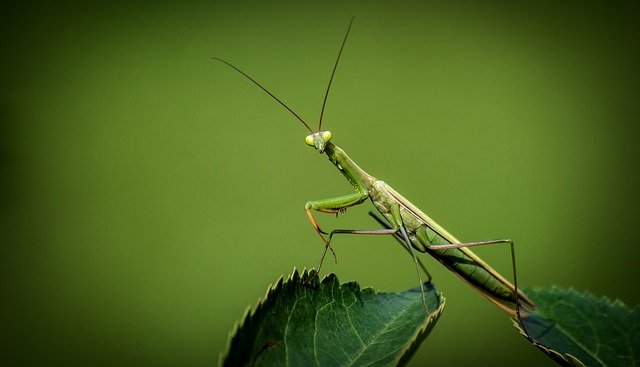 Praying Mantis APT targets Windows IIS web servers with deserialization exploits