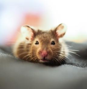 From Cybersecurity Help – Android devices targeted with Rafel RAT disguised as popular apps