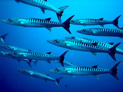 Barracuda hackers anticipated ESG patch and deployed new backdoors to maintain access to targets