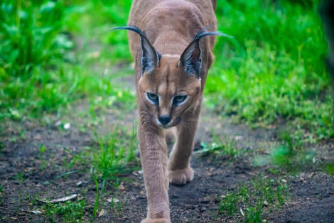 Silent Lynx cyber spies target embassies and banks in Kyrgyzstan and Turkmenistan