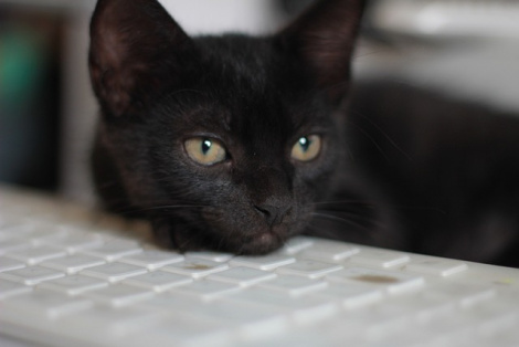 ALPHV/BlackCat leak site goes offline, law enforcement involvement suspected