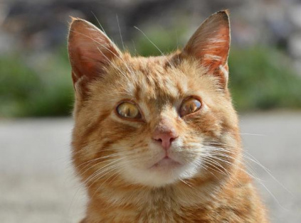 Coordinated brute-force campaign targets Apache Tomcat Manager interfaces