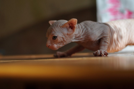 Black Cat actors encrypt Azure accounts with new Sphynx ransomware